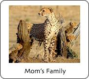 Moms Family